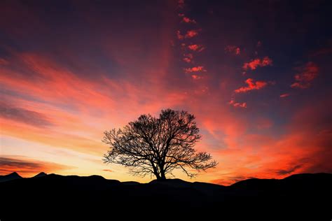 Sfondo Tramonto, albero, nuvole, cielo, orizzonte HD: widescreen: alta ...