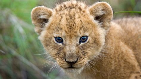 Cute Lion Cubs Wallpaper - WallpaperSafari