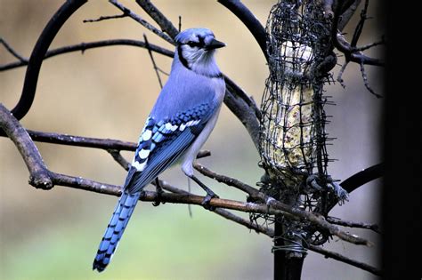 Bird Bluejay Colorful - Free photo on Pixabay - Pixabay