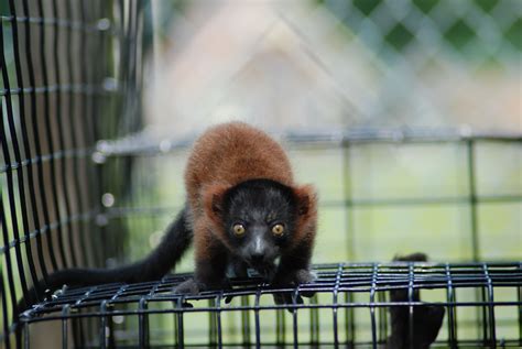 Red Ruffed Lemur baby taken by Mary Behre at the Metro Richmond Zoo in ...