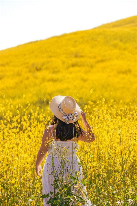 How to See the Chino Hills State Park Wildflowers (Mustard Blooms ...