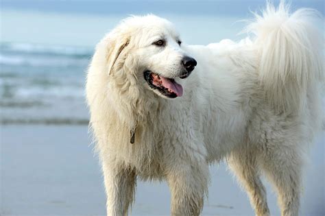 Great Pyrenees: Dog Breed Profile and Information