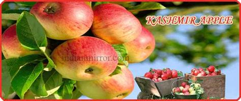 HISTORY OF KASHMIR APPLE-INDIANMIRROR