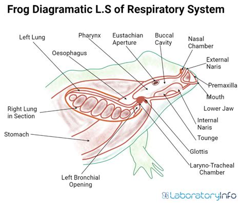 Respiratory System of Frog (Labelled diagrams) - Parts and Function