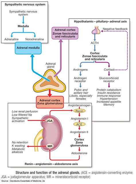 Hormones secreted by adrenal gland and their functions - bankingfer