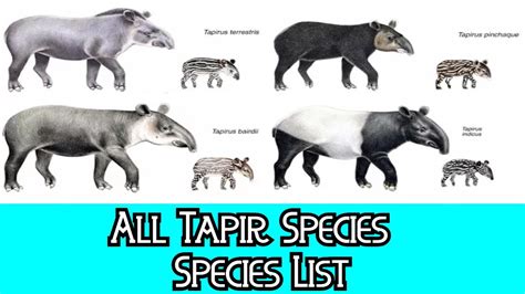 All Tapir Species - Species List - YouTube