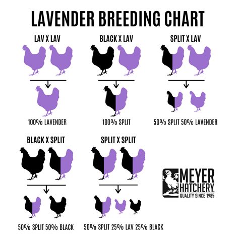 Chicken breeding charts sweet southern blue – Artofit