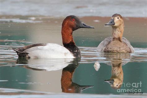 Male And Female Canvasback Duck by Steve Javorsky | Duck, Male, Duck ...