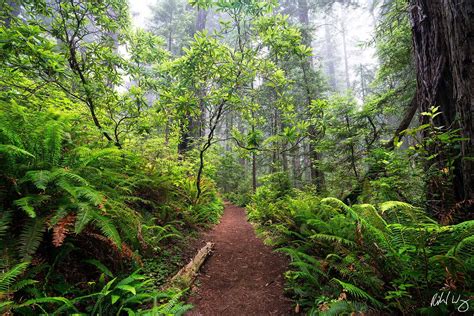 Del Norte Coast Redwoods Photo | Richard Wong Photography