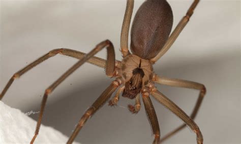 Female Brown Recluse Spider