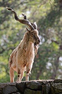 Kashmir markhor - Wikipedia