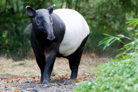 Tapir birth window opens and baby proofing habitat is completed!