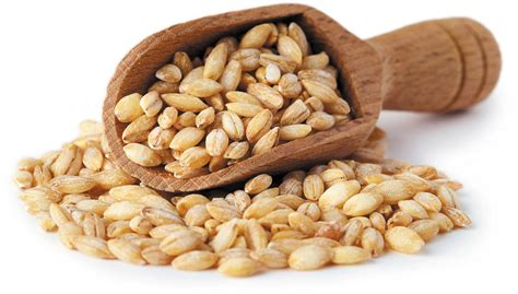 Grain of the month: Barley - Harvard Health