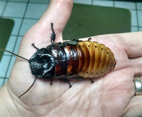 The Art of Darkness » Blog Archive » Madagascar Hissing Cockroaches as Pets