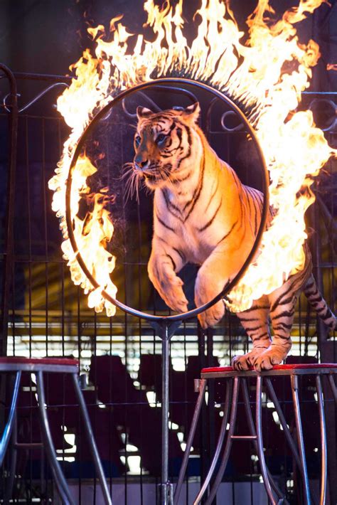 Animals in Circuses: Are They Abused | SiOWfa15: Science in Our World ...