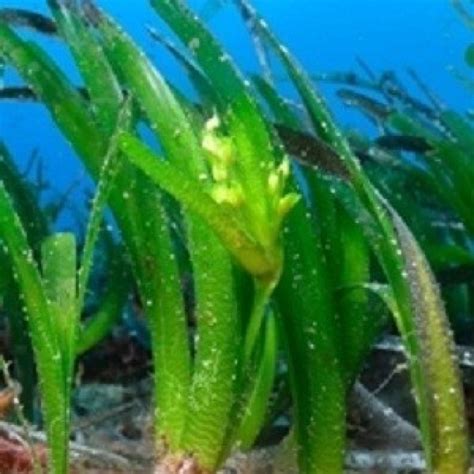 Oldest Living Thing on Earth: Posidonia Oceanica is 100,000 Years Old ...