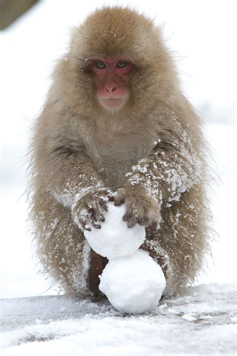 Snowman, Jigokudani, Nagano, Japan | Japan Travel | Snow monkey ...