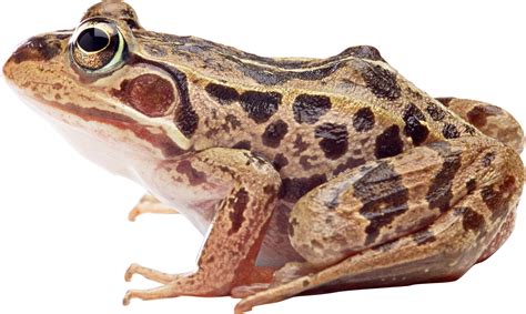 Frog PNG transparent image download, size: 2295x1374px