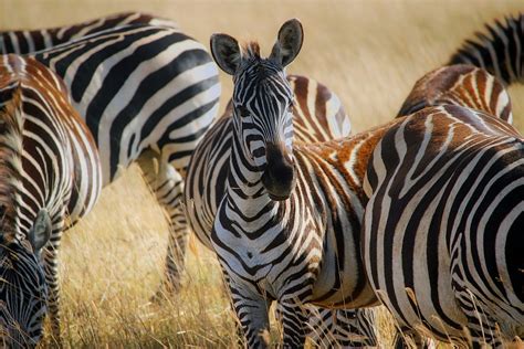 Africa Zebras Herd - Free photo on Pixabay - Pixabay