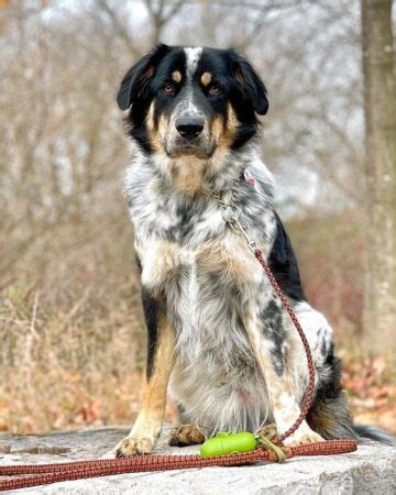 Great Pyrenees Australian Shepherd Mix: Info, Pictures, Facts, FAQs & More