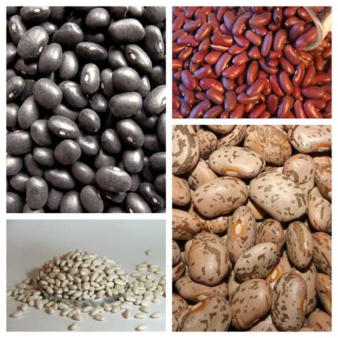 Different Kinds Of Beans List