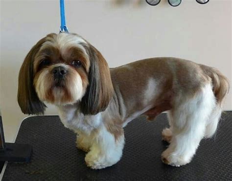 Top 10 Popular Shih Tzu Haircuts (30+ Pictures) - The Paws | Shih tzu ...