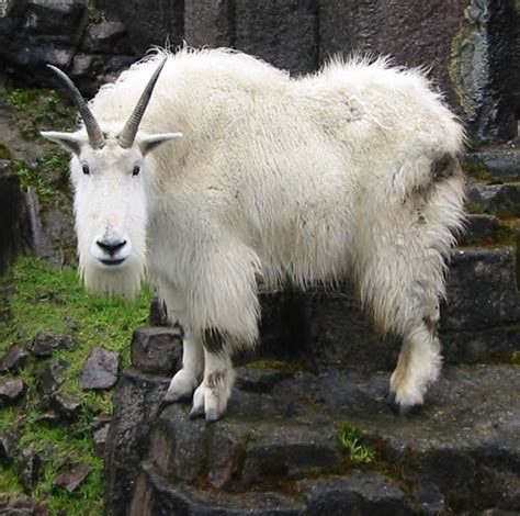 Ahhh fuzzy! | Mountain goat, Animals beautiful, Animals