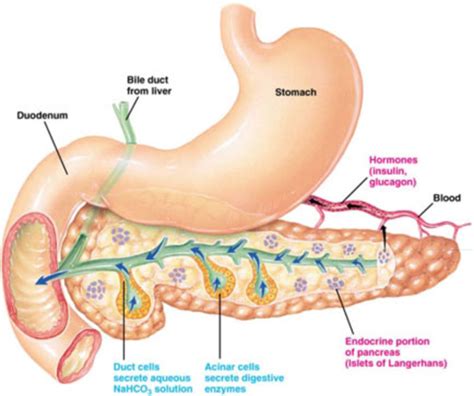 About Diabetes Mellitis, The Pancreas And Endocrine System In Kids ...