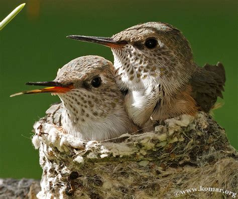 Baby Hummingbird Nest - COOL!