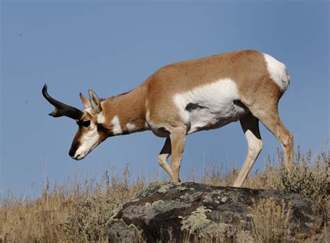 Antelope | The Biggest Animals Kingdom