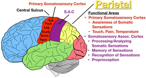 Frontal cortex or lobe – Artofit