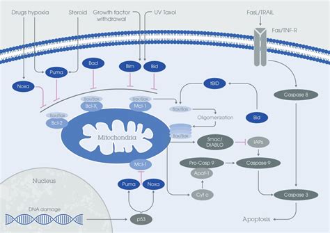 Bcl-2: the apoptosis checkpoint family | Abcam