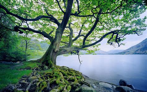 trees, Moss, Lake, Nature, Landscape, Roots Wallpapers HD / Desktop and ...