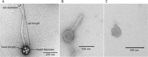 Examples of diversity of phage virions from the collection (A ...