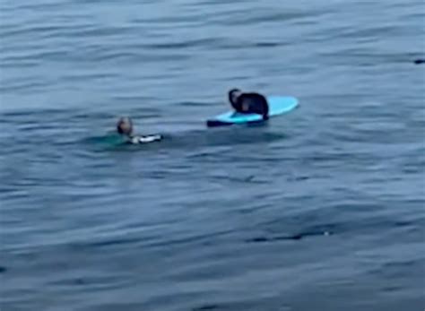 VIDEO Shows Pregnant Sea Otter Trying to Steal Surfboard