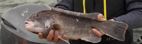 The Ultimate Guide to Tautog Fish: Habits, Habitat, and More