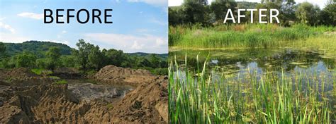 Image result for wetlands restoration projects | Ecology, Wetland ...