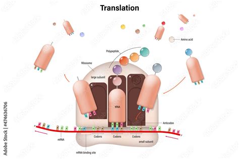 Vetor de Diagram of translation in prokaryotic cell. mRNA. Ribosome ...