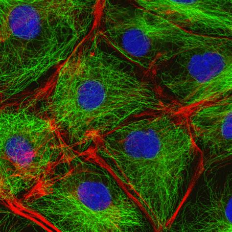 Cell Biology - Shomu's Biology