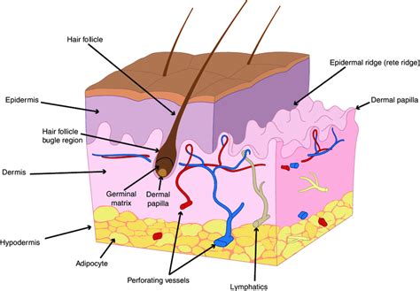 Anatomy of human skin. The most superficial layer of the skin is the ...