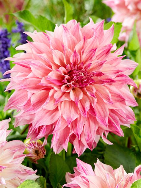 Dahlia 'Cafe au Lait Royal' Tubers from Holland | DutchGrown™