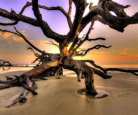 Photograph of the week: Driftwood Beach, Jekyll Island, Georgia, USA ...