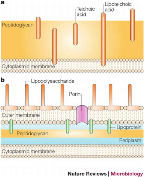 (a) The Gram-positive cell wall is composed of a thick, multilayered ...