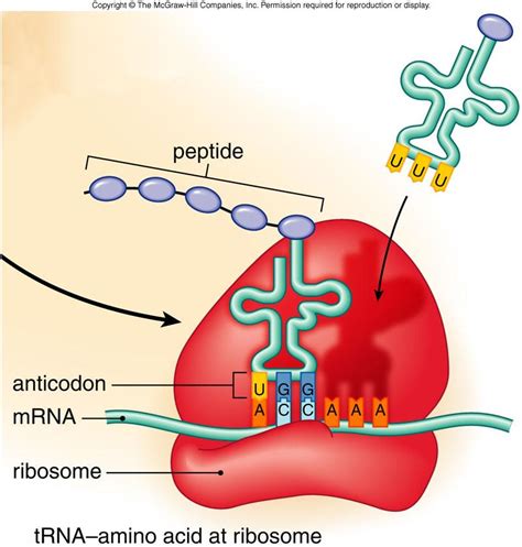 Gallery For > Mrna Trna Rrna Functions