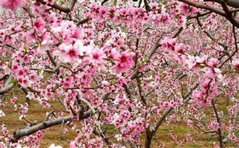 Beijing Bucket List: See 600,000 Blooming Trees at the Pinggu Peach ...