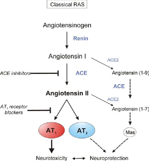 Figure 2 from Angiotensin II AT(1) receptor blockers as treatments for ...