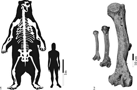 The Largest Known Bear, Arctotherium angustidens, from the Early ...