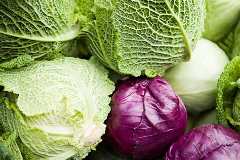 Four Varieties of Cabbage and Their Uses