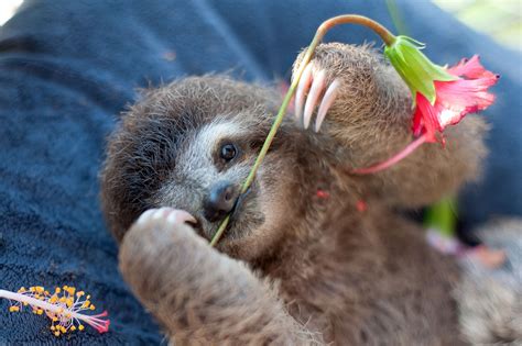 These baby sloths are 'learning to be wild again' in Costa Rica's ...