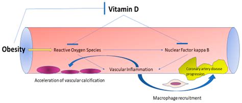 Nutrients | Free Full-Text | The Impact of Obesity on the Association ...